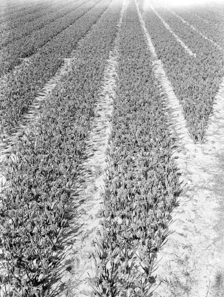 Een veld met narcissen, Bestanddeelnr 189-0358