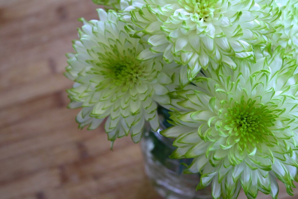 Spring garden plant