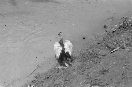 Een vogel (een kemphaan) staat langs de rand van een beek, Bestanddeelnr 456-6-3