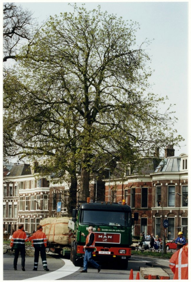 Een zestig jaar oude kastanjeboom in het Frederikspark is op 10 april 1997 verplaatst per dieplader naar een nieuwe plek op de hoek van de Baan, Rustenburgerlaan en Kleine Houtweg. NL-HlmNHA 54037293