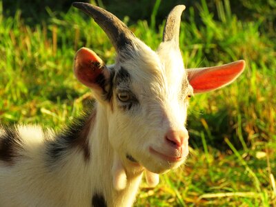 Horned pillar lamb