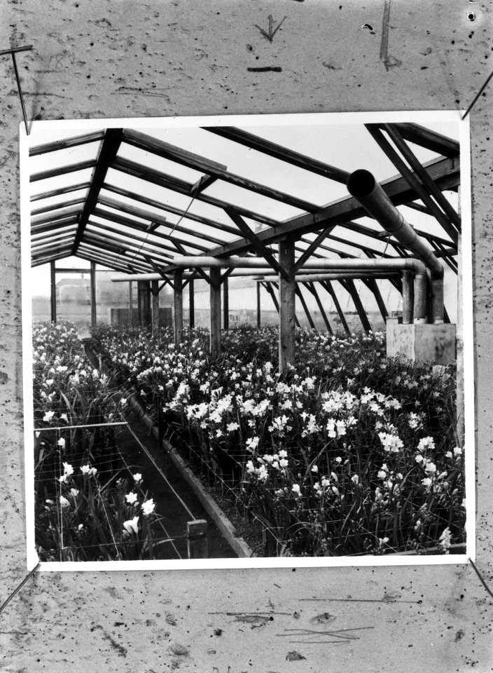 Een Westlandse kas in Spalding. Parigo Horticultural Co. Ltd, Bourne Road Spald…, Bestanddeelnr 935-2130