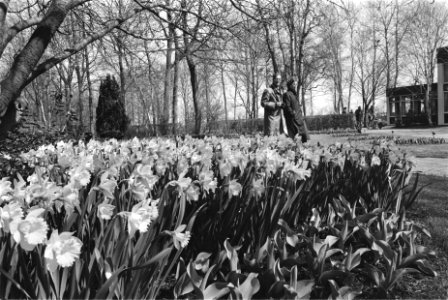 Eerste bloemen in bloei op de Keukenhof, Bestanddeelnr 932-9329