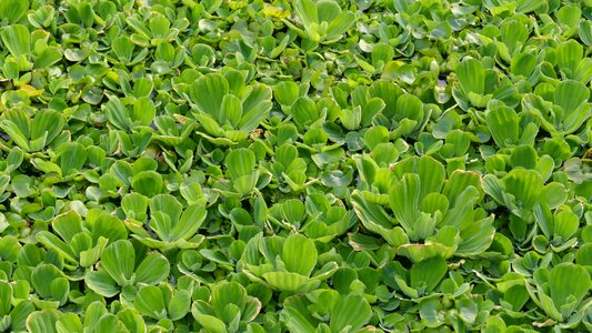 Shell flower pistia stratiotes garden pond