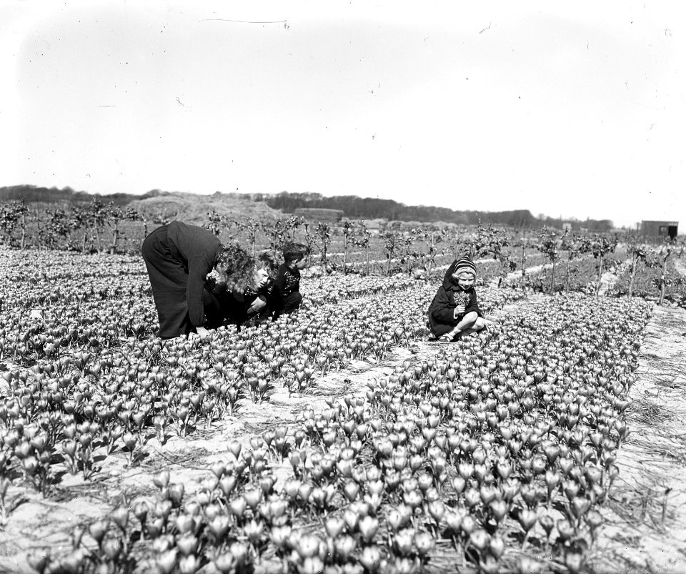 Eerste bollenvelden in bloei, Bestanddeelnr 934-6779