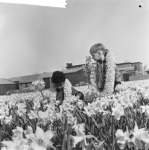 Eerste Bollenweekend, Jerry tussen de narcissen, Bestanddeelnr 917-6102