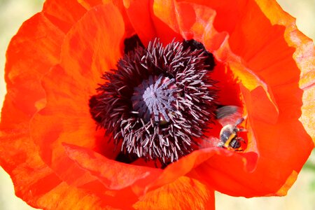 Plant bee red photo