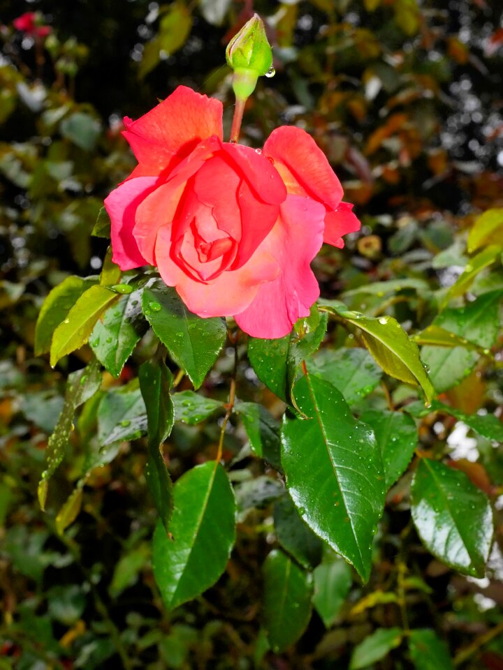 Pink red tender