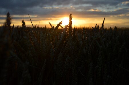 Grass nature hay