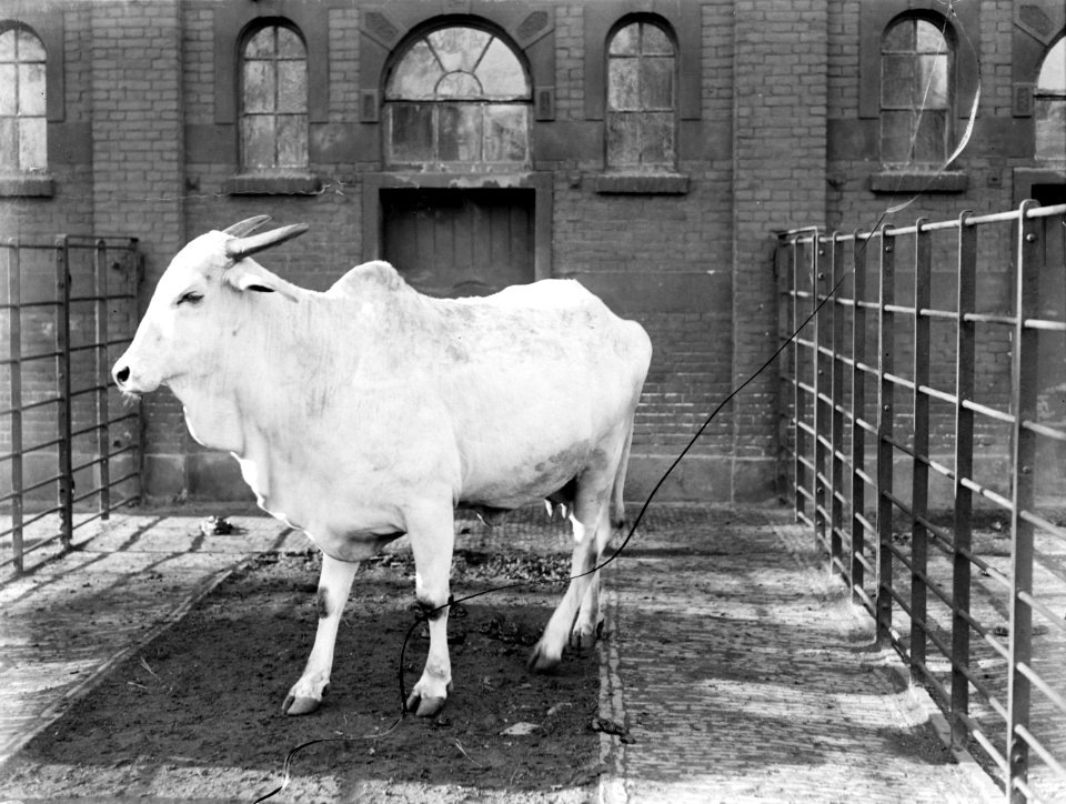 Een zeboe in Artis, Bestanddeelnr 189-0129