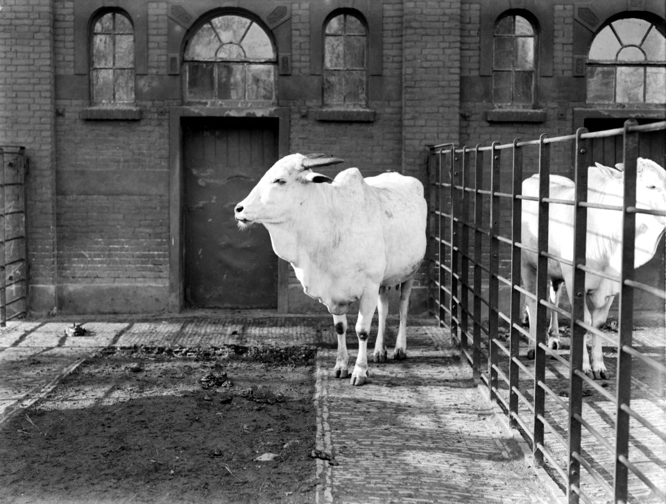 Een zeboe in Artis, Bestanddeelnr 189-0128