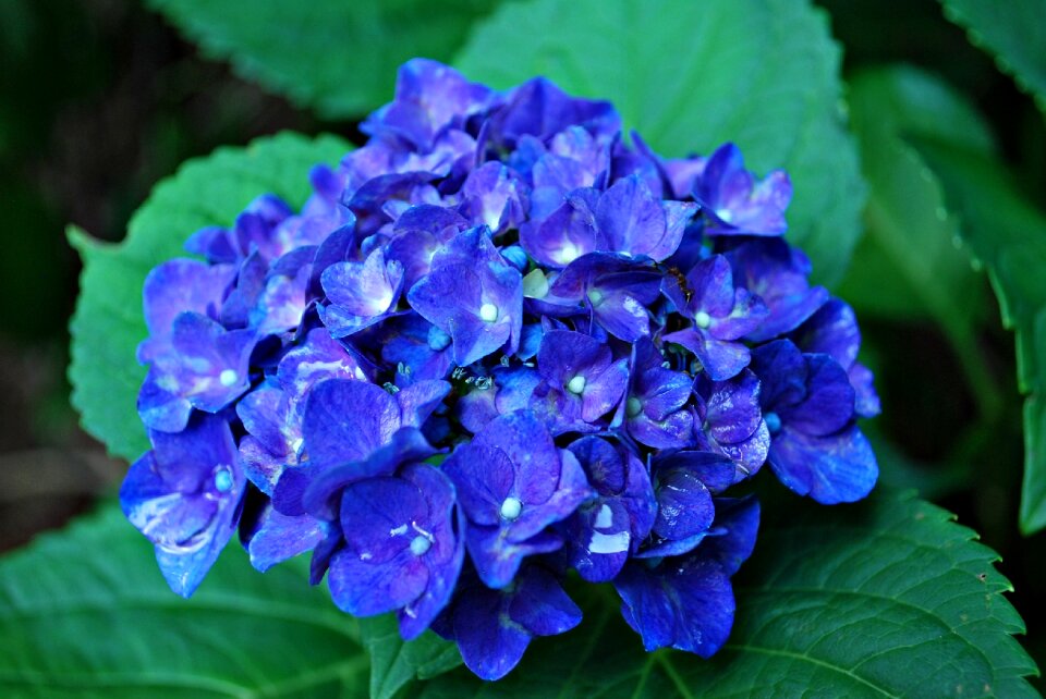 Hydrangea blue flower hydrangea flora