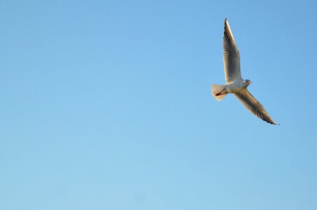 Dahl living nature cormorant photo