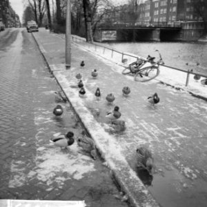 Eenden wandelend op het wegdek langs de bevroren gracht, Bestanddeelnr 918-4693