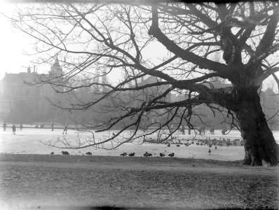 Eenden op het ijs en in een wak in het Vondelpark in Amsterdam, Bestanddeelnr 189-0064