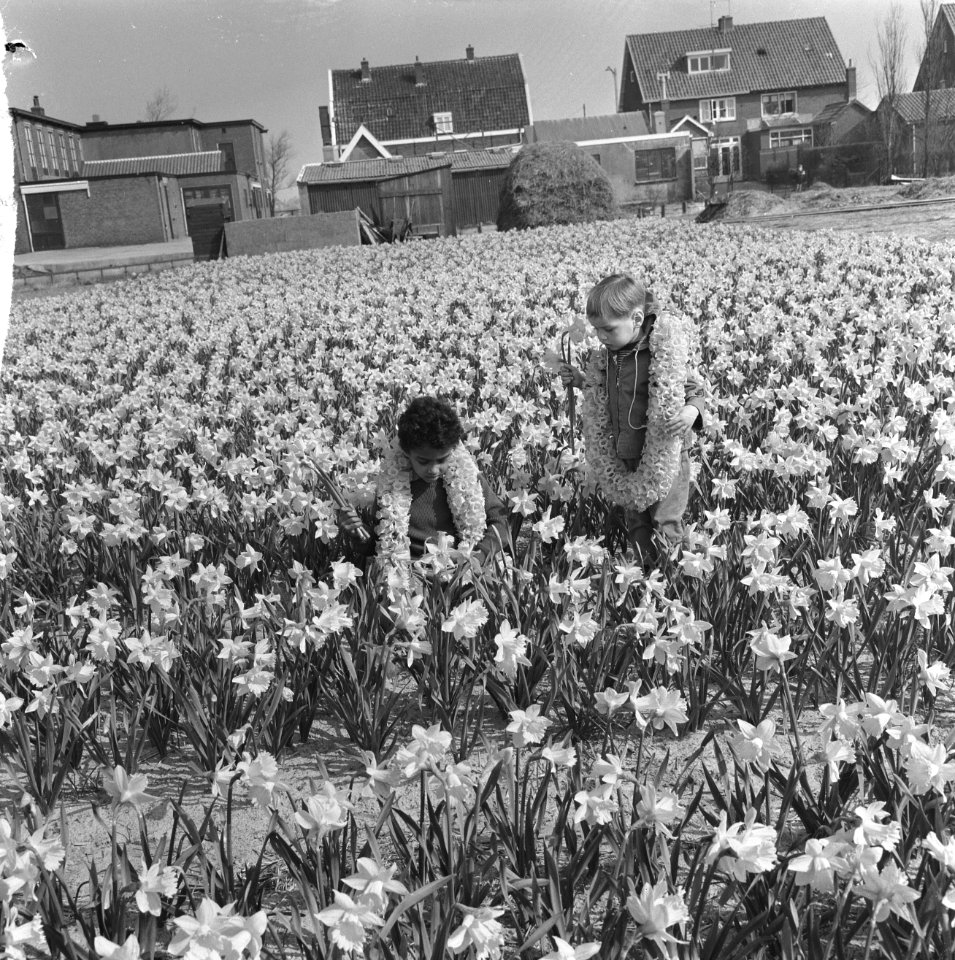 Eerste Bollenweekend, de kinderen tussen de narcissen, Bestanddeelnr 917-6098