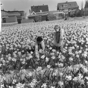 Eerste Bollenweekend, de kinderen tussen de narcissen, Bestanddeelnr 917-6098