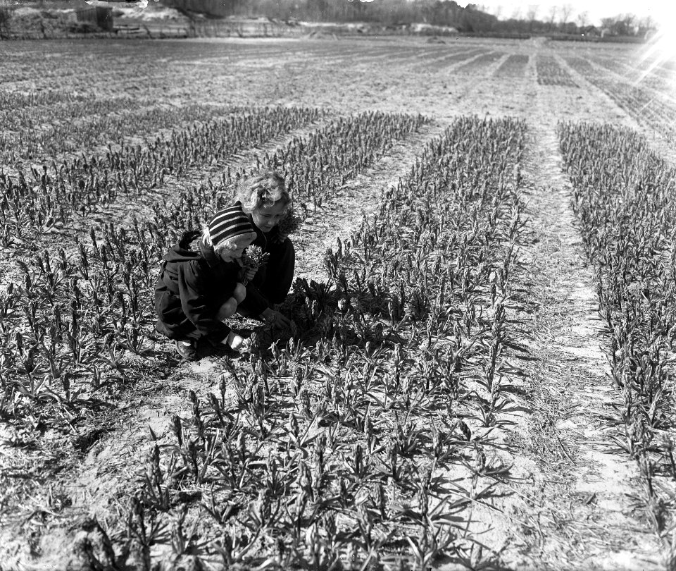 Eerste bollenvelden in bloei, Bestanddeelnr 934-6778