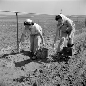 EenTurks en een Bulgaars meisje aan het werk op het land van kibboets Kiwath Bre, Bestanddeelnr 255-0605
