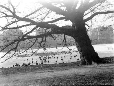 Eenden op het ijs en in een wak in het Vondelpark in Amsterdam, Bestanddeelnr 189-0063