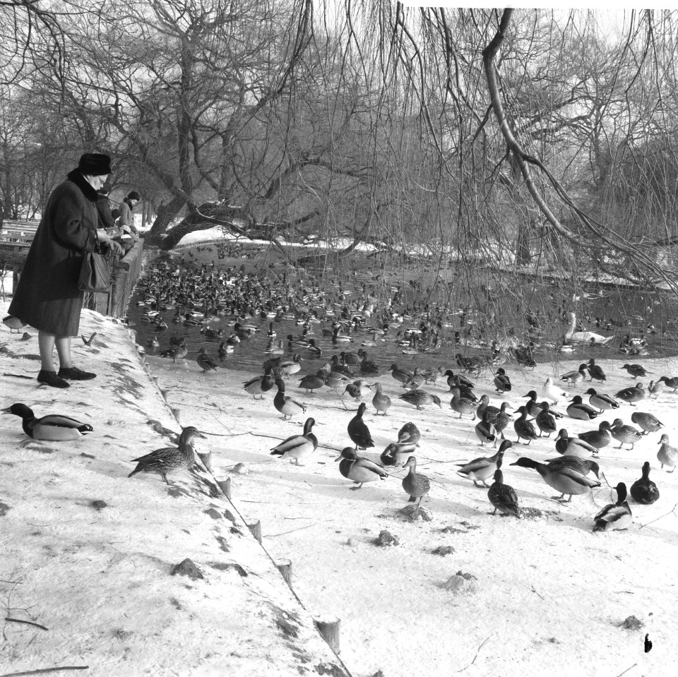 Eenden in Vondelpark gevoerd door bezoekers, Bestanddeelnr 918-6932