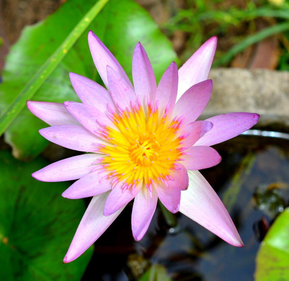 Nature white purple