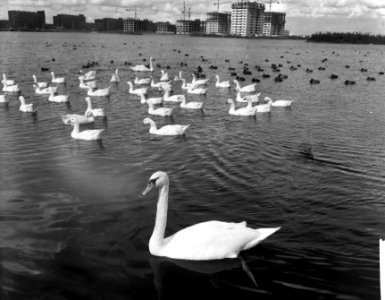 Eenden op de Sloterplas, Bestanddeelnr 918-2395