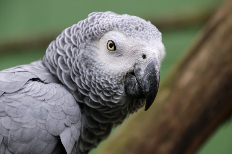 Birds plumage parrots