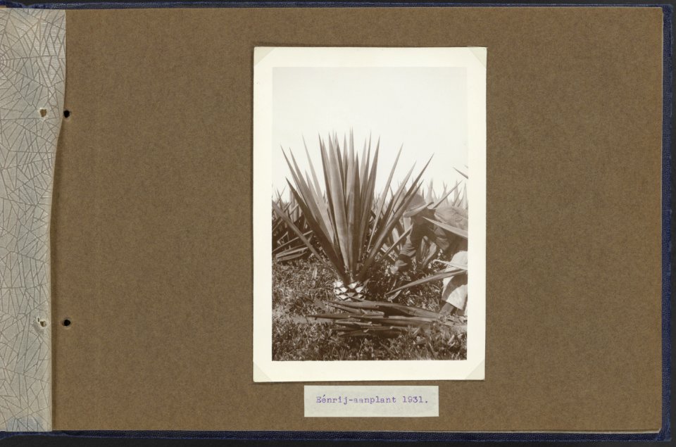 Eenrij aanplant 1931, Bestanddeelnr 810 08