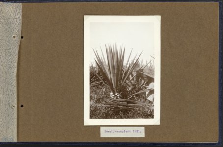 Eenrij aanplant 1931, Bestanddeelnr 810 08