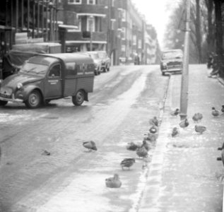 Eenden wandelend op het wegdek langs de bevroren gracht, Bestanddeelnr 918-4695