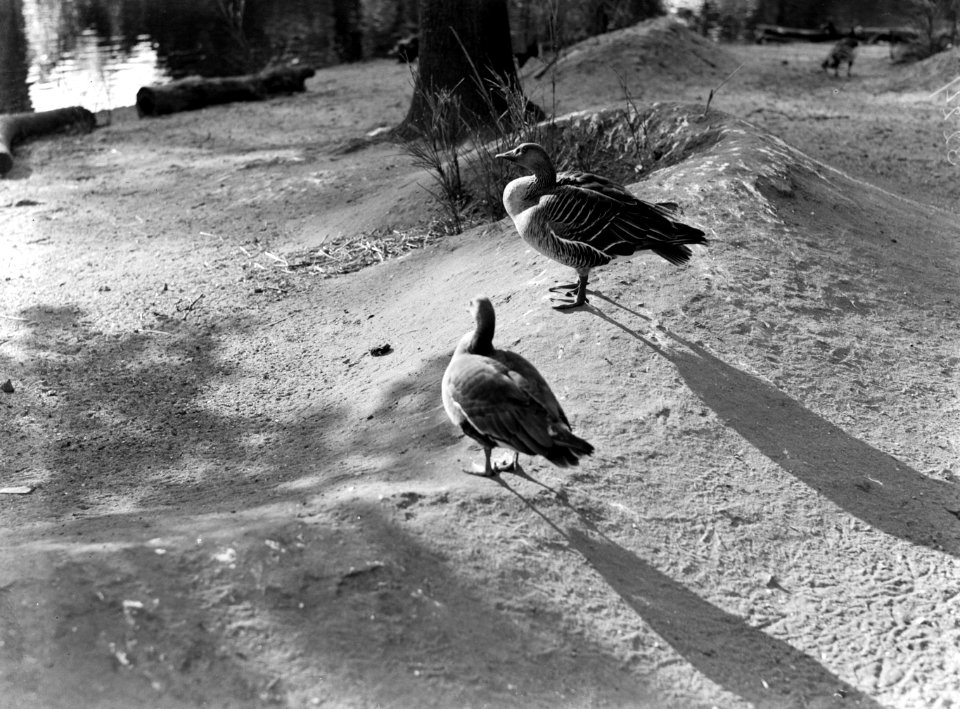 Eenden in Artis, Bestanddeelnr 189-0460