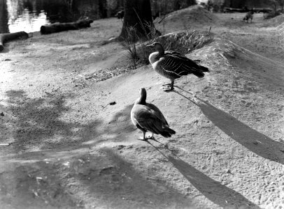 Eenden in Artis, Bestanddeelnr 189-0460