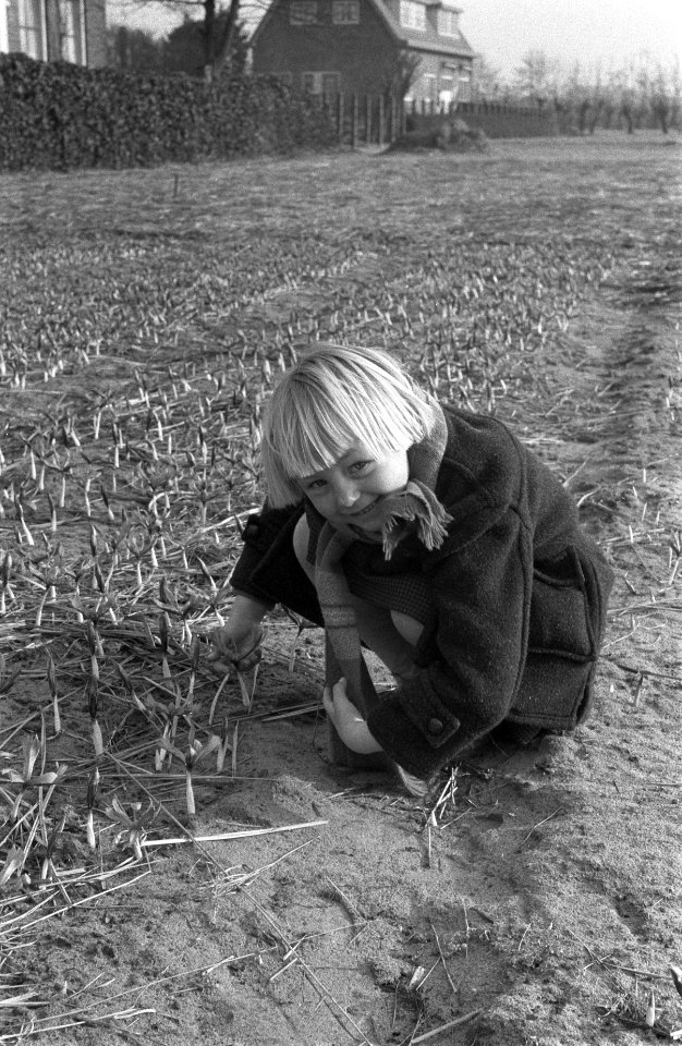 Eerste crocusjes in bloei te Overveen, Bestanddeelnr 910-9777