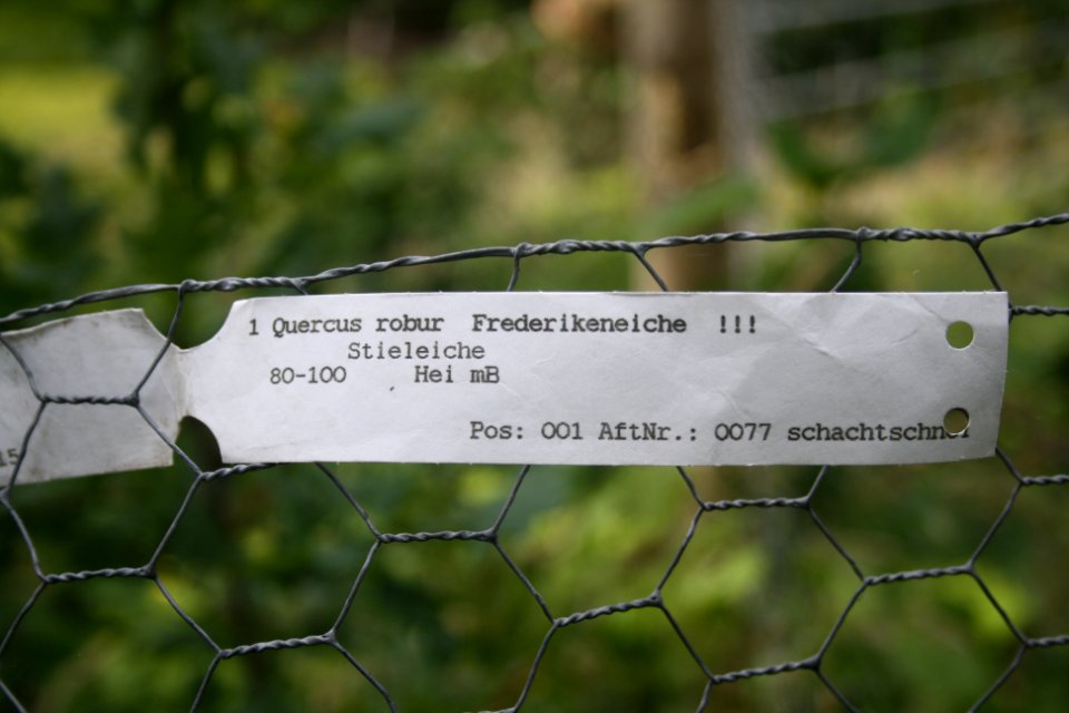 Eerde Friederikeneiche3