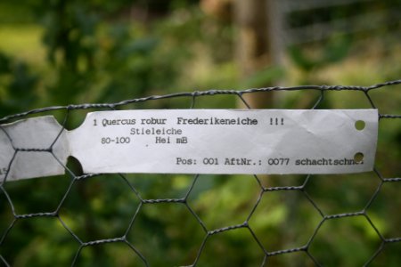 Eerde Friederikeneiche3