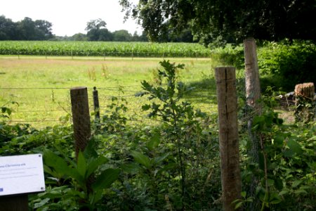 Eerde Friederikeneiche