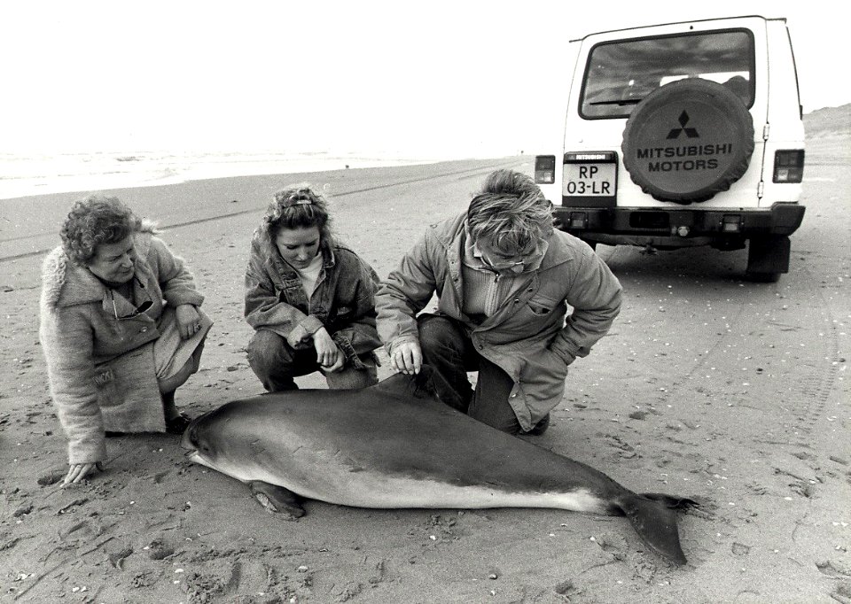 Een aangespoelde bruinvis bij Parnassia, na enkele uren was de vis gestorven. Aangekocht in 1989 van United Photos de Boer bv. - Negatiefnummer 30317 k 28. - Gepubliceerd in het Haarlems Dagblad van 1