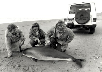 Een aangespoelde bruinvis bij Parnassia, na enkele uren was de vis gestorven. Aangekocht in 1989 van United Photos de Boer bv. - Negatiefnummer 30317 k 28. - Gepubliceerd in het Haarlems Dagblad van 1