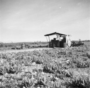 Een aloekwekerij op Aruba, Bestanddeelnr 252-7950
