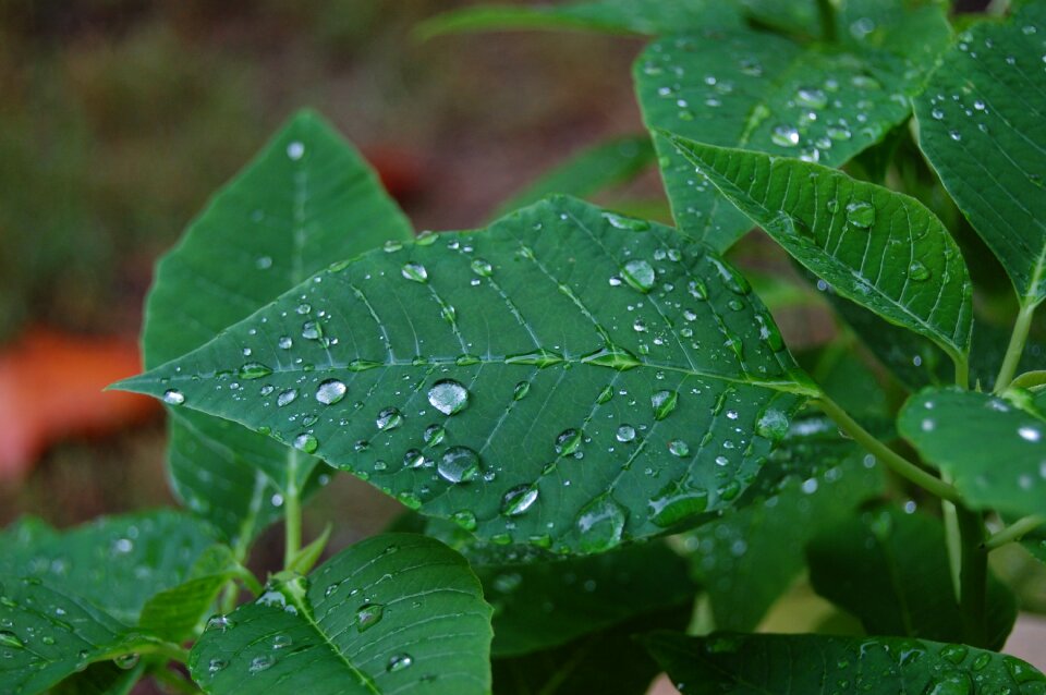 Nature wet after the rain