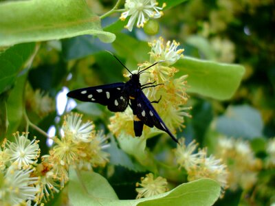 Butterfly insect lime blossom