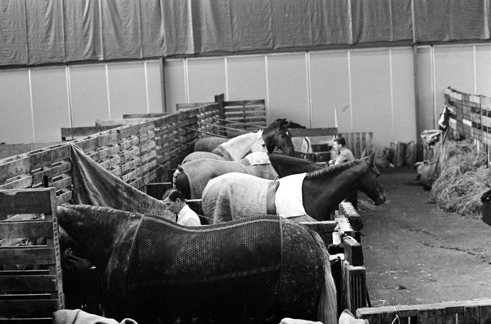 Een aantal van de deelnemende paarden in hun boxen, Bestanddeelnr 919-7053