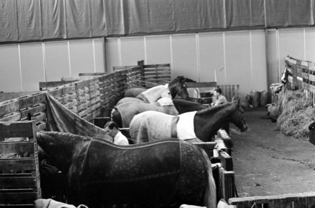 Een aantal van de deelnemende paarden in hun boxen, Bestanddeelnr 919-7053