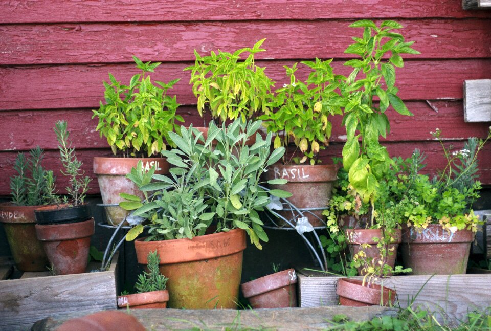 Gardening plant green