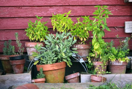 Gardening plant green