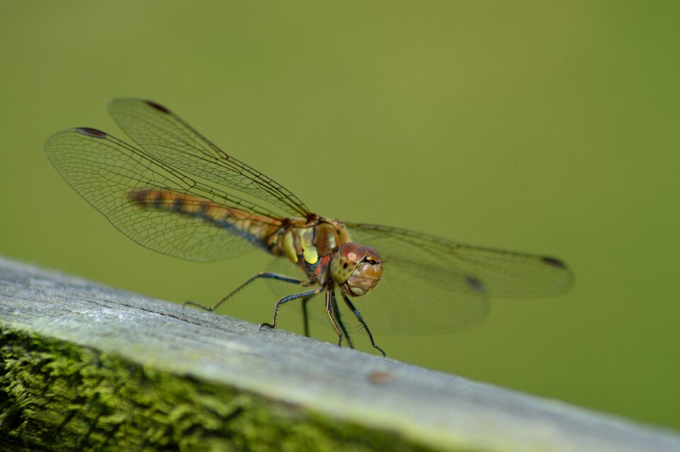Natural garden insect