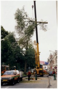 Een 90 jaar oude iep wordt geveld in het Florapark. NL-HlmNHA 54036384