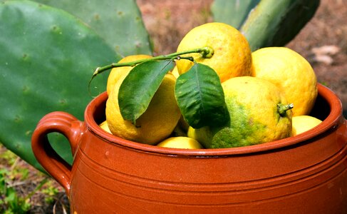 Lemon harvest mediterranean fresh