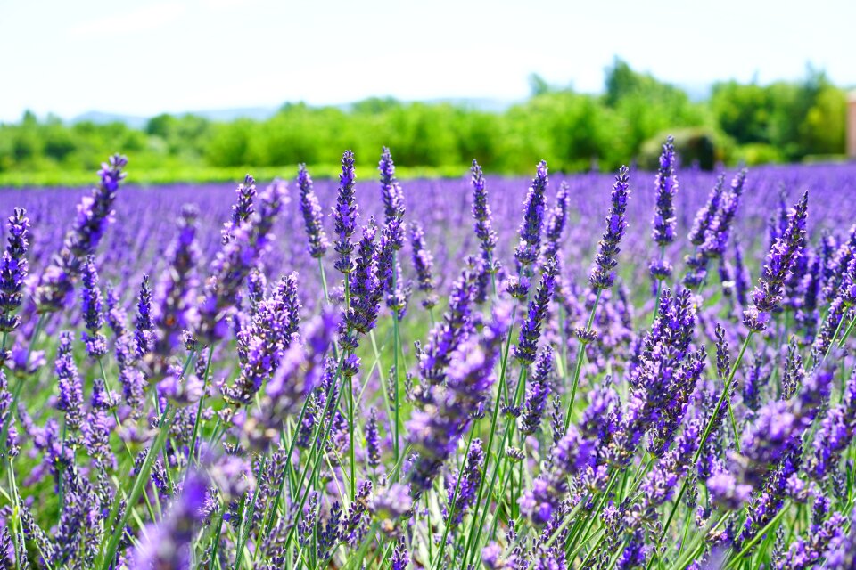 Purple flora floral photo